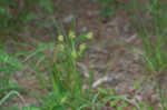 Bristly flatsedge